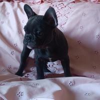 Bulldog francese total blue esotico