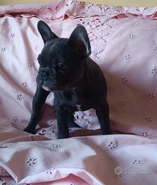 Bulldog francese total blue esotico