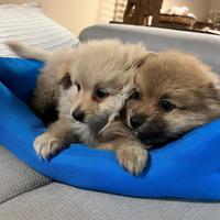 Cuccioli allevati da noi ( spitz 2 mesi)
