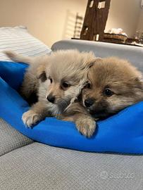 Cuccioli allevati da noi ( spitz 2 mesi)