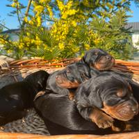 Cuccioli di Setter Gordon