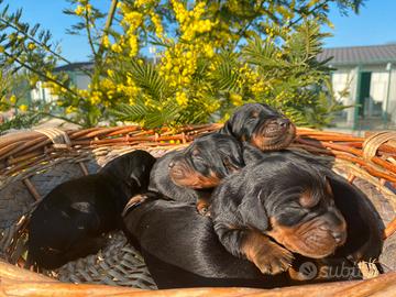 Cuccioli di Setter Gordon