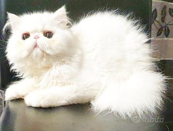 Gatti e gattini persiani ipertipici puri disponibi