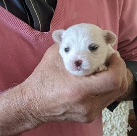 Cuccioli Maltese Toys
