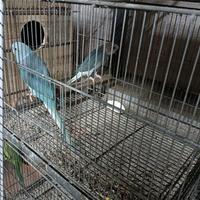 Coppia parrocchetto dal collare