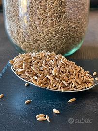 farro 