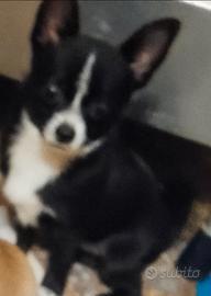 Chihuahua maschietto