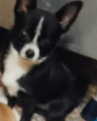 Chihuahua maschietto