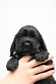 Cocker spaniel inglese