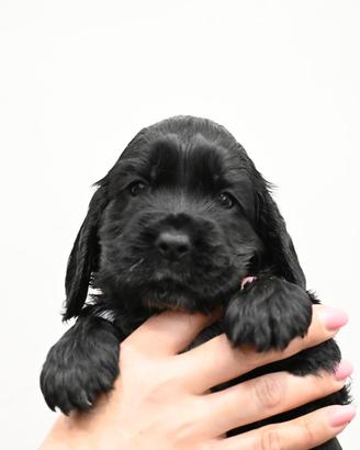 Cocker spaniel inglese