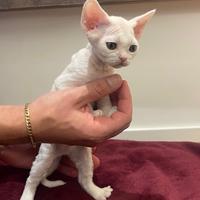 Cucciolo Devon Rex - maschio bianco disponibile