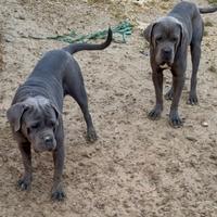 Mia cane corso
