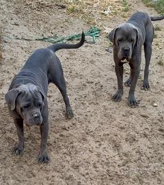 Mia cane corso