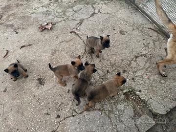 Pastore belga malinois