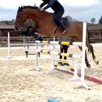 Cavallo italiano di 16 anni salto ostacoli