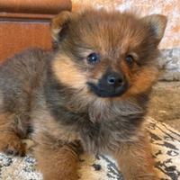 Volpino di Pomerania