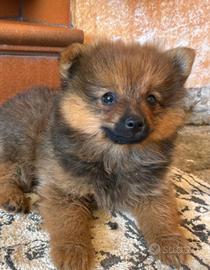 Volpino di Pomerania