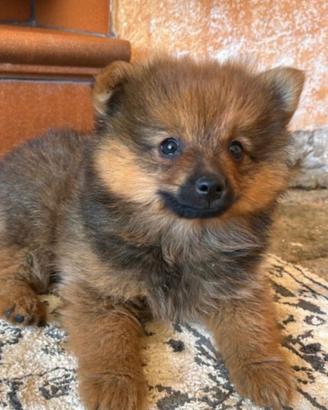 Volpino di Pomerania