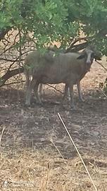 Una pecora adulta è un agnello