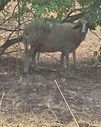 Una pecora adulta è un agnello