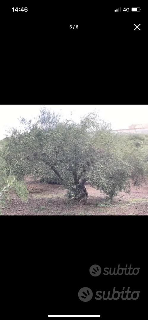 Terreno agricolo - Vista 2