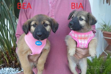 Bea e Bia due mesi future taglia Media