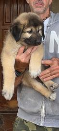 cucciolo di pastore del caucaso