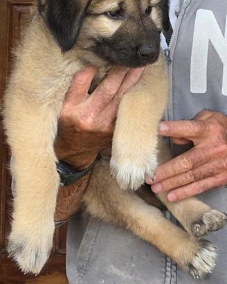 cucciolo di pastore del caucaso