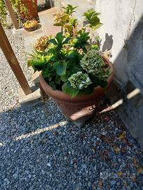 Pianta da giardino