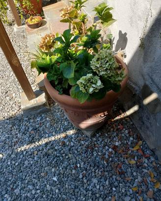 Pianta da giardino