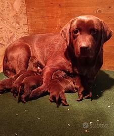 Labrador cuccioli Cioccolato