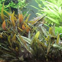 Piante di Cryptocoryne