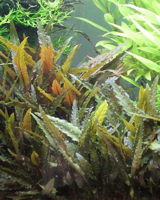 Piante di Cryptocoryne