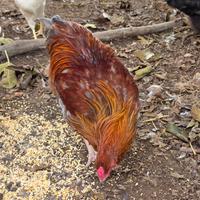 Giovani Galli Araucana - Ruben e Natto