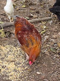 Giovani Galli Araucana - Ruben e Natto