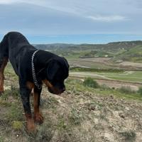 Rottweiler maschio di 8 mesi