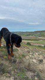 Rottweiler maschio di 8 mesi