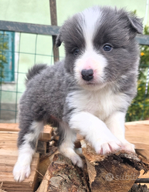 Border collie