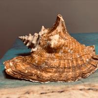 Strombus Gigas - conchiglia gigante