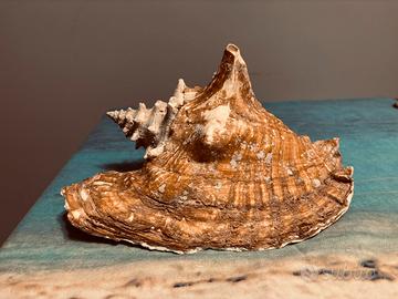 Strombus Gigas - conchiglia gigante