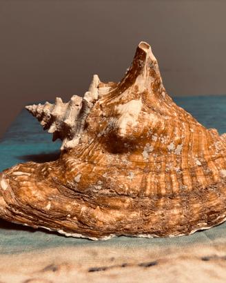 Strombus Gigas - conchiglia gigante
