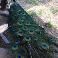 Vendita pavoni, galline moroseta e fagiani dorati