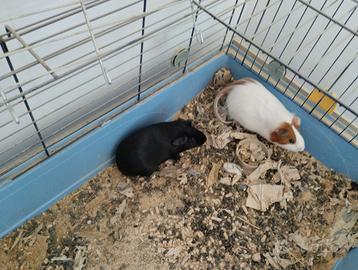 Cavie peruviane più gabbia