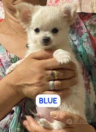 Cuccioli di Chihuahua a pelo lungo