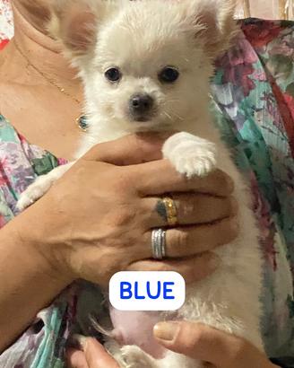Cuccioli di Chihuahua a pelo lungo