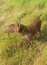 Cucciolona femmina kurzhaar 9 mesi