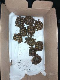 Tartarughe di terra baby