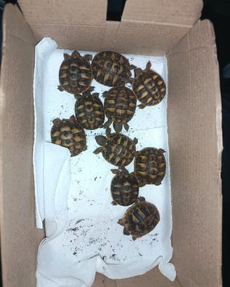 Tartarughe di terra baby