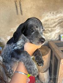 Cuccioli Setter/Breton