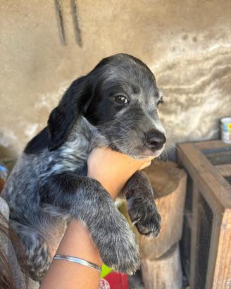 Cuccioli Setter/Breton